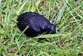 european-black-garden-slug.jpg