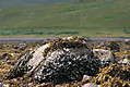 a896-loch-kishorn-mussels.jpg