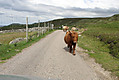 highland-cows-crossing-a838.jpg